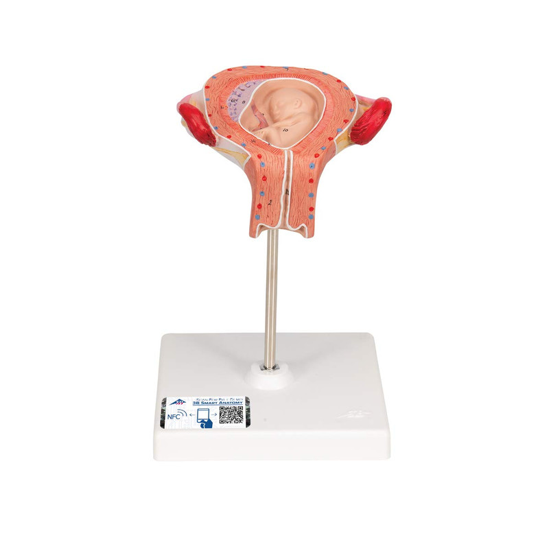 3B Scientific L10/3 3Rd Month Embryo – 3B Smart Anatomy