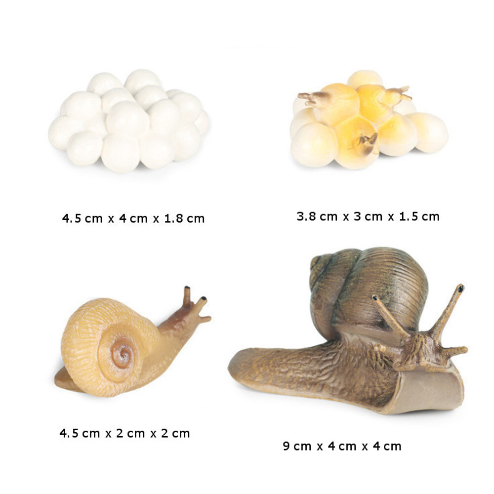 Models of Snail Life Cycle with Sorting Tray – MONTESSORI BIOLOGY