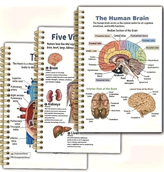 Study Guide Anatomy Structure Human Organs 3 Books Cover 5 Vital Organs Pictures
