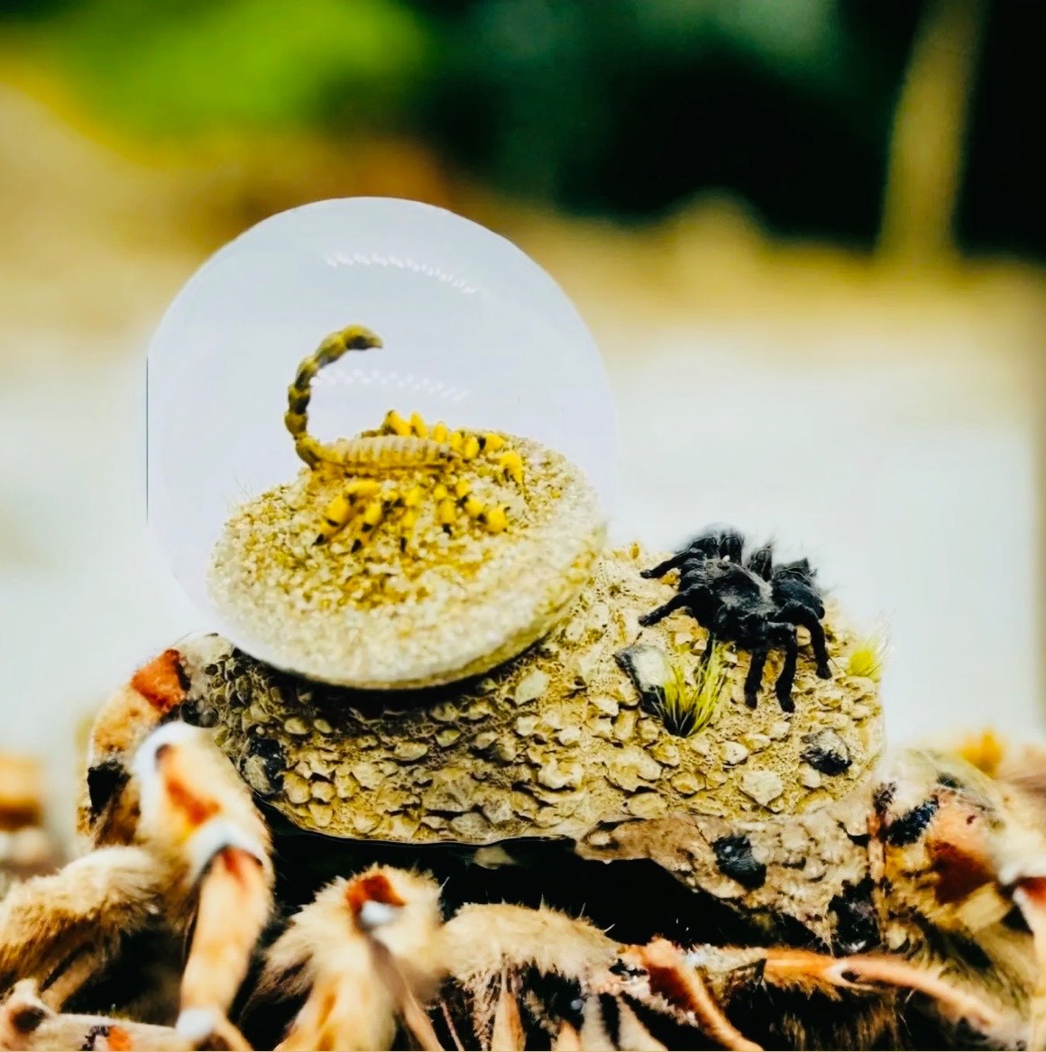 Real Scorpion Tarantula Glass Dome Desert Scene Paperweight Display