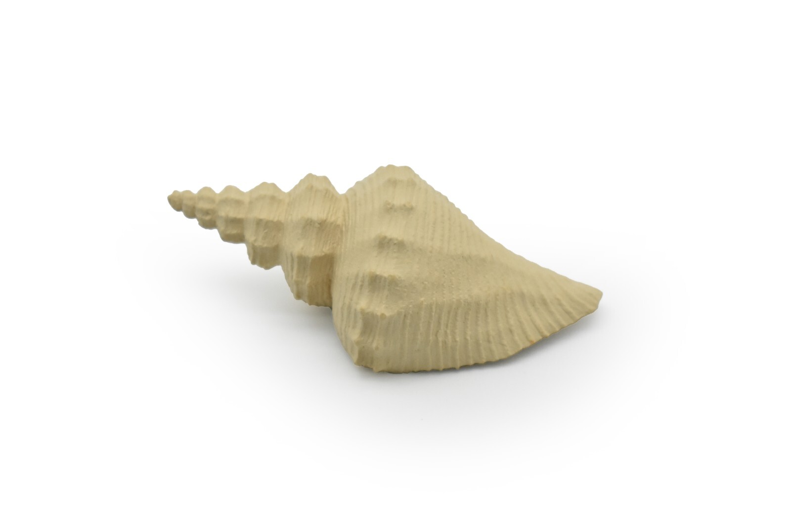 Tuba Shell Toy, White, Sea Snail, Ocean, Sea Shell, Gift, 3″ F4112 B96