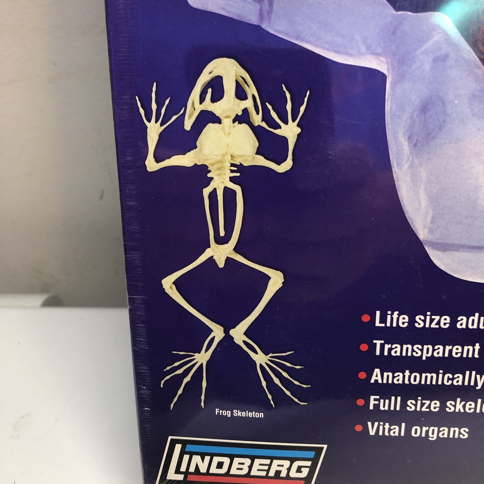 Lindberg Life Size Transparent Giant American Bullfrog anatomical science model