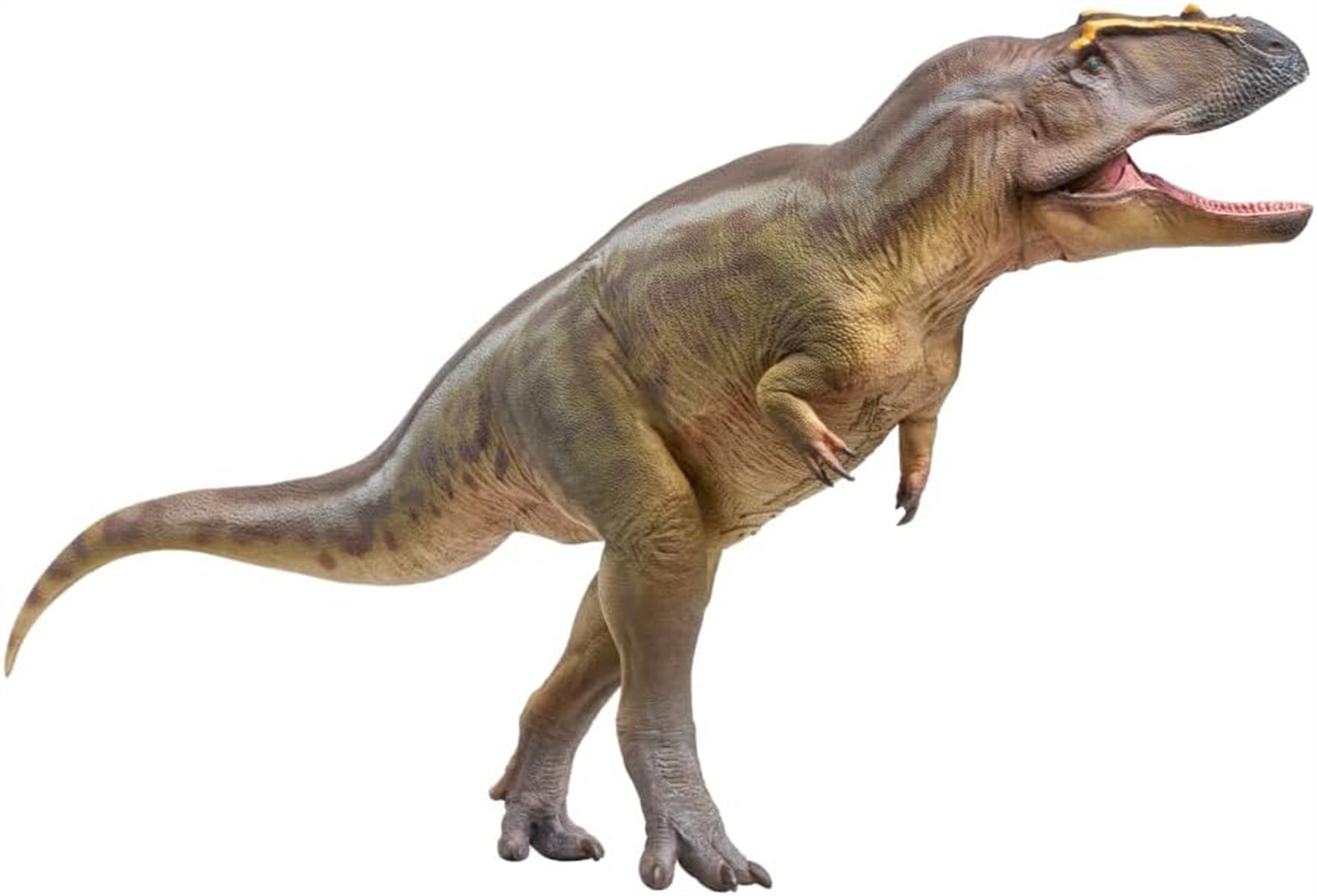 PNSO Tameryraptor 95 Model Decoration Dinosaur Animal Collection Gift Toys