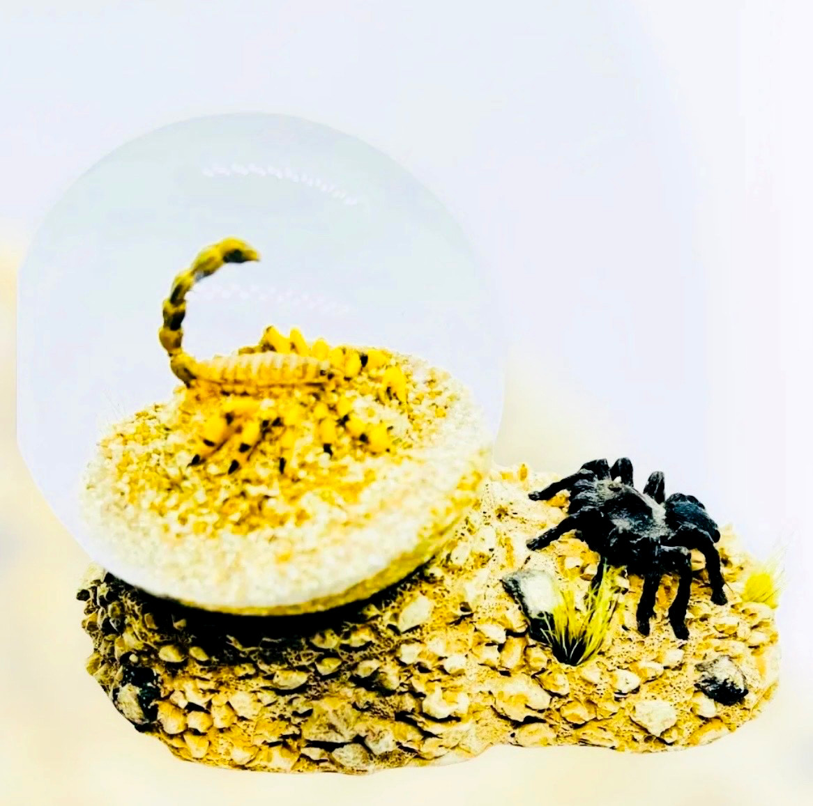 Real Scorpion Tarantula Glass Dome Desert Scene Paperweight Display