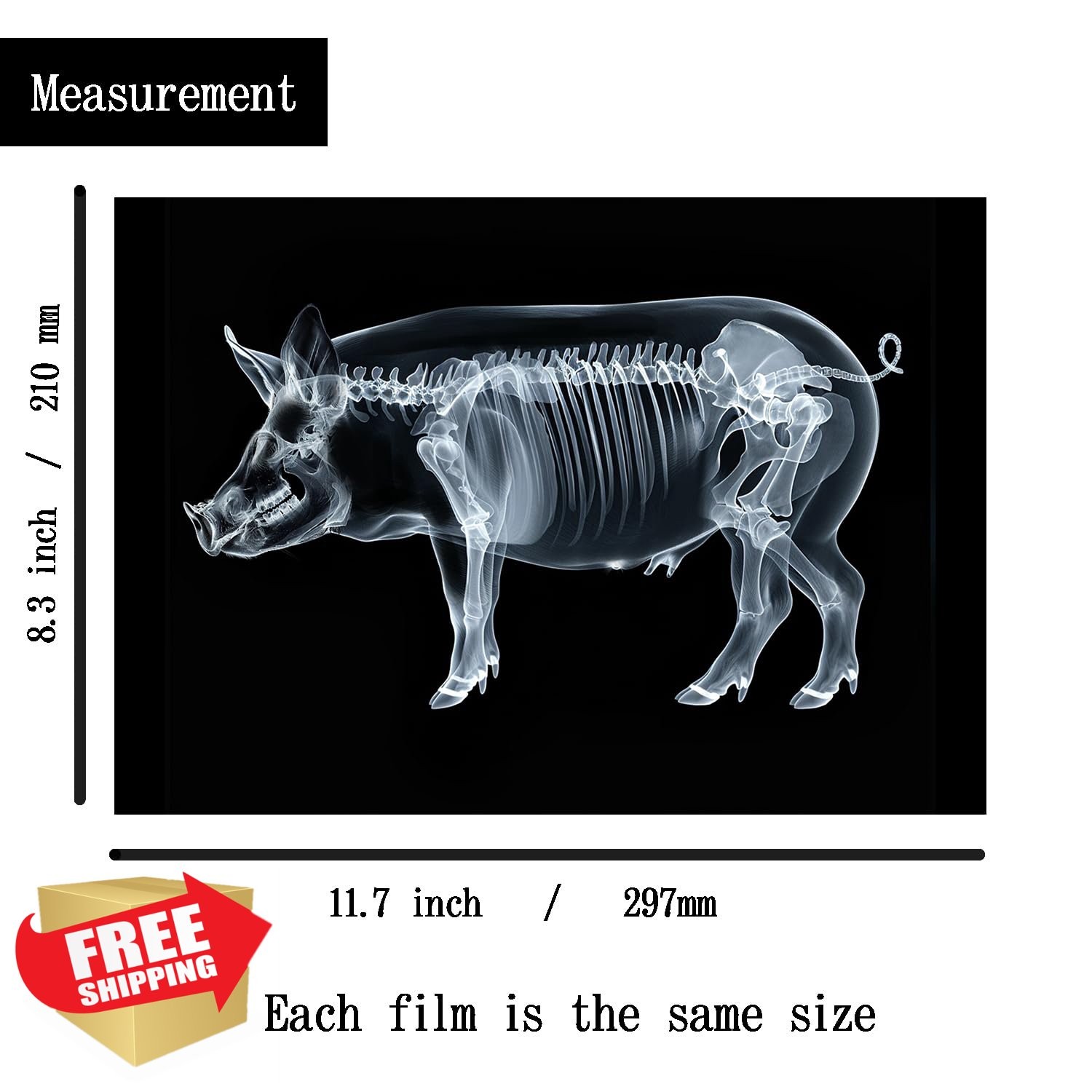 Animal X-Ray Science Kit, Educational Light Table Toy, Farm Animals