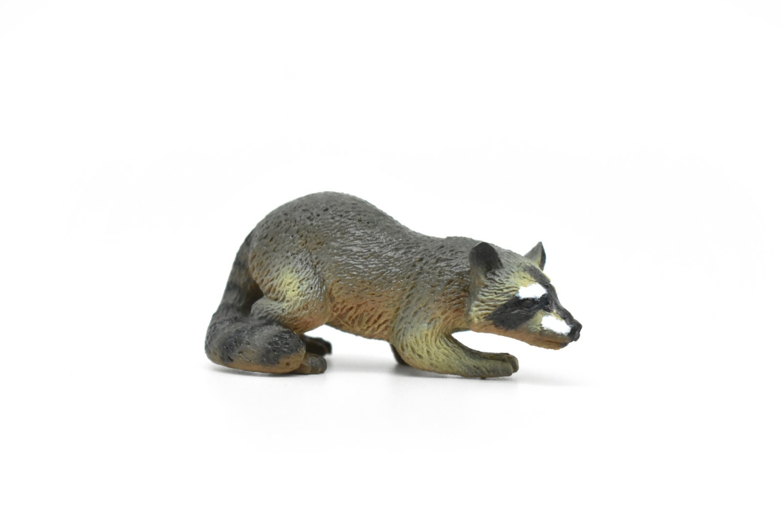 Raccoon, Racoon, Museum Quality, Educational, Hand Painted, 3 » CWG171 BB40
