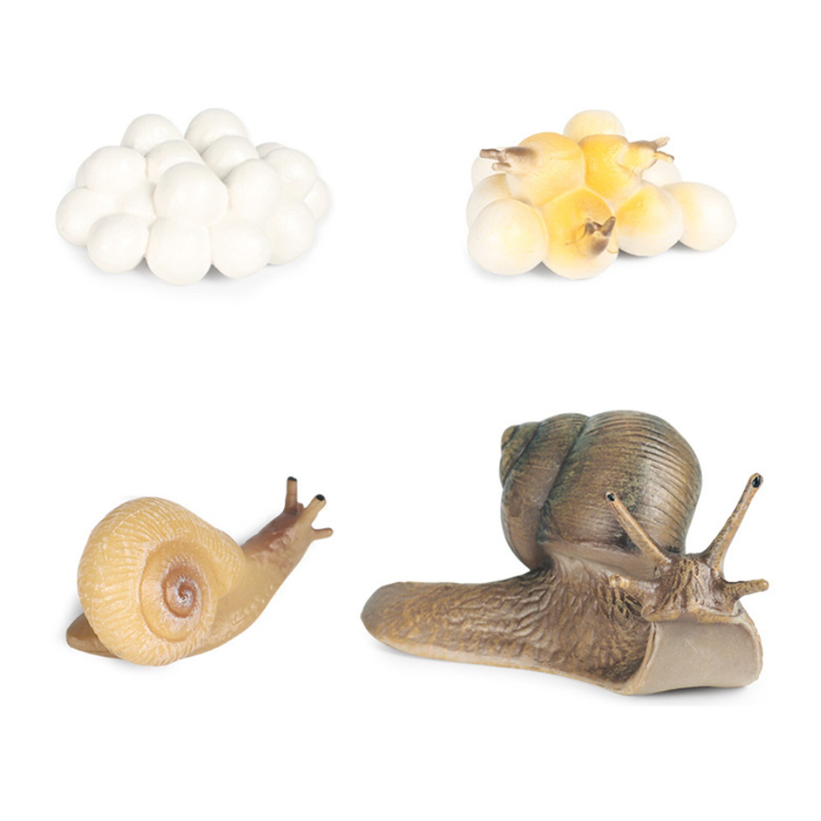 Models of Snail Life Cycle – MONTESSORI BIOLOGY / ZOOLOGY MATERIALS