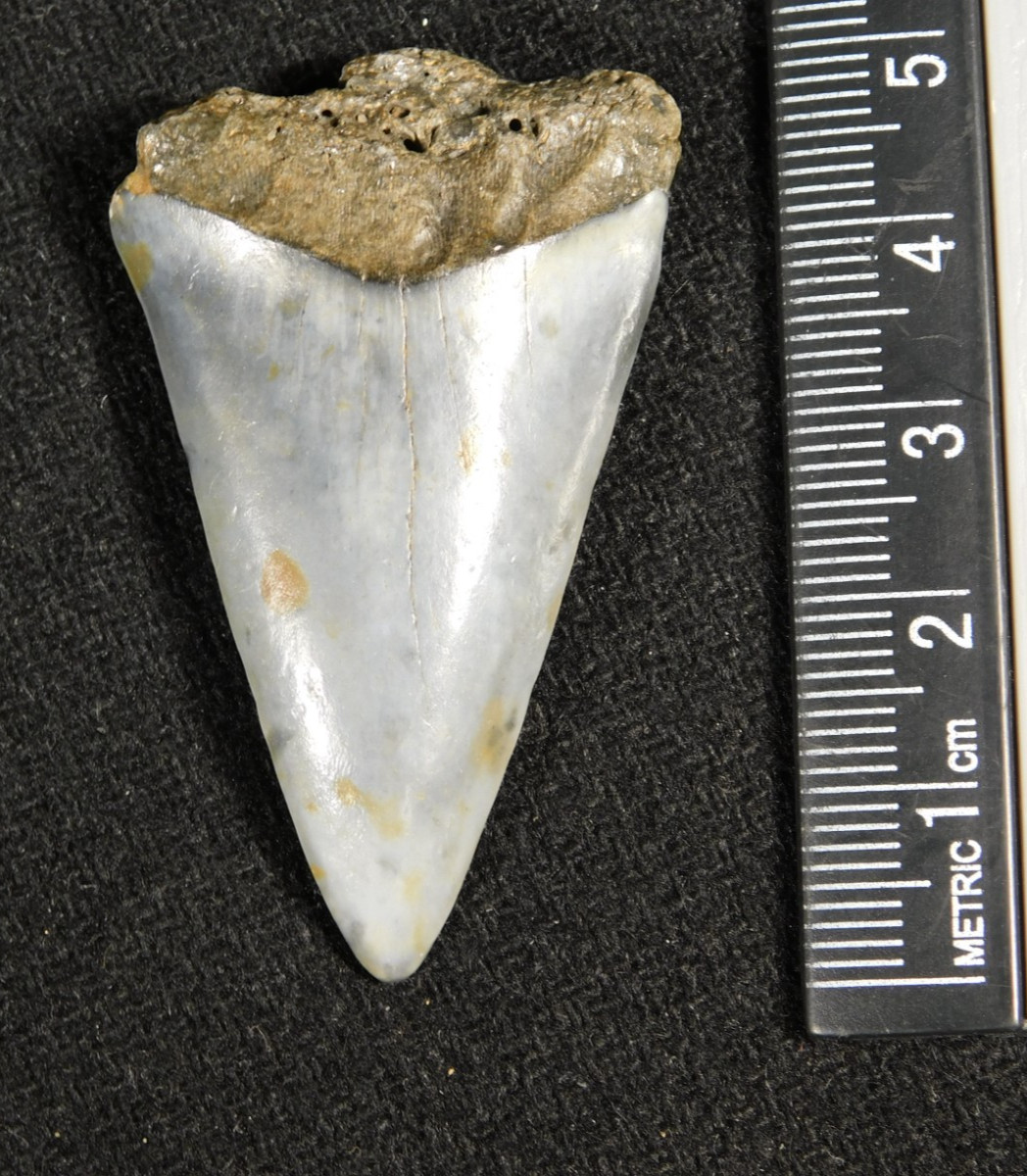 NICE! Ancestral Great WHITE SHARK Tooth Fossil 100% Natural 6.31