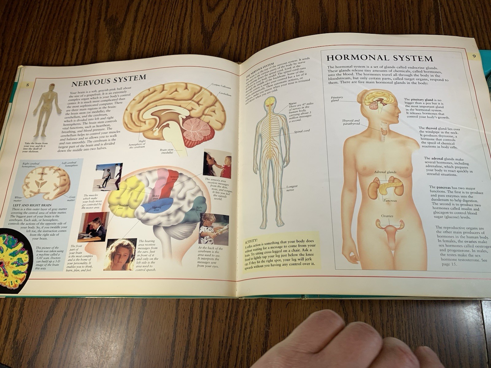 The Human Body Science Action Book, Skeleton Organs Educational Model Toy Info