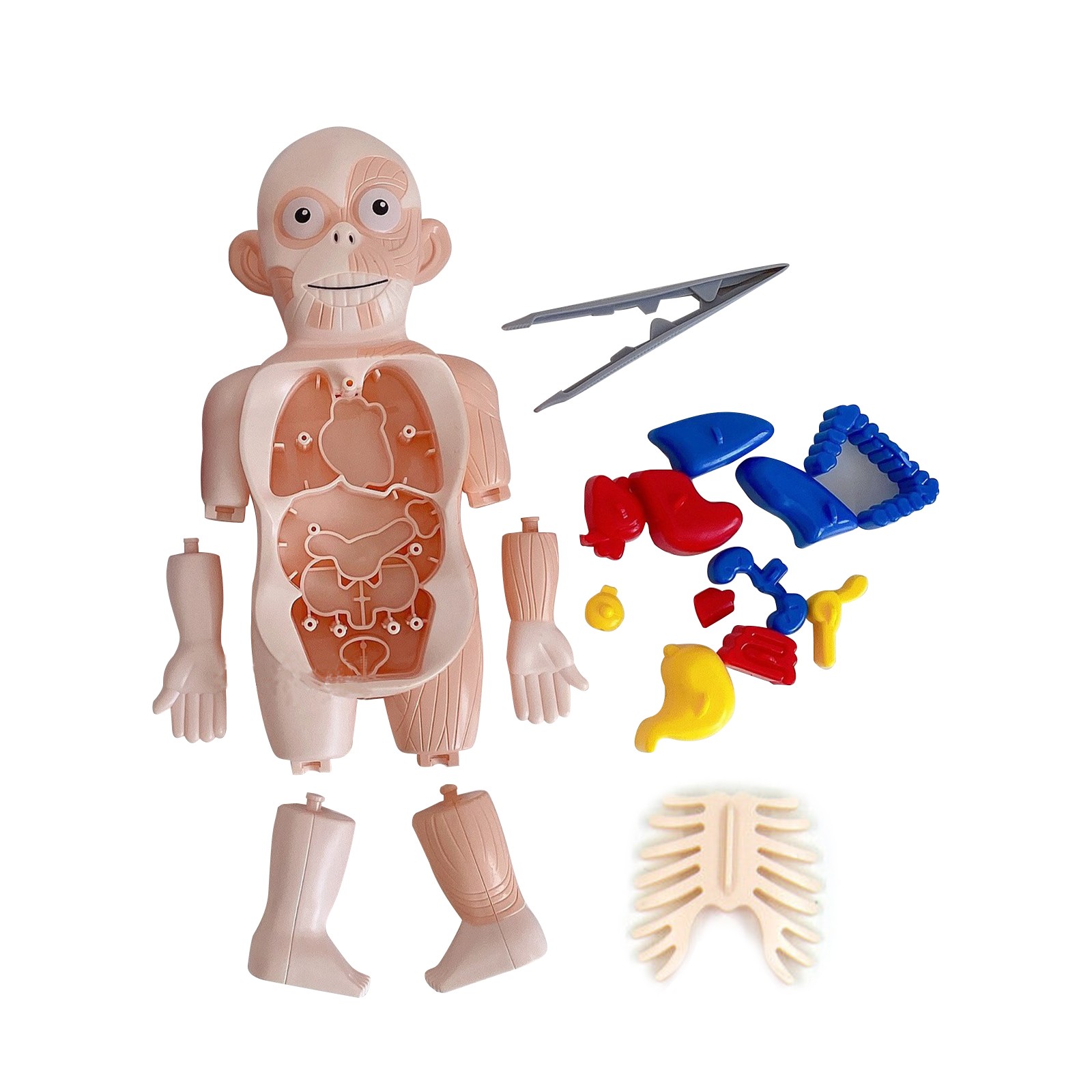 3D Puzzle Human Body Anatomy Model Learning Organ Assembled Toy Body Organ