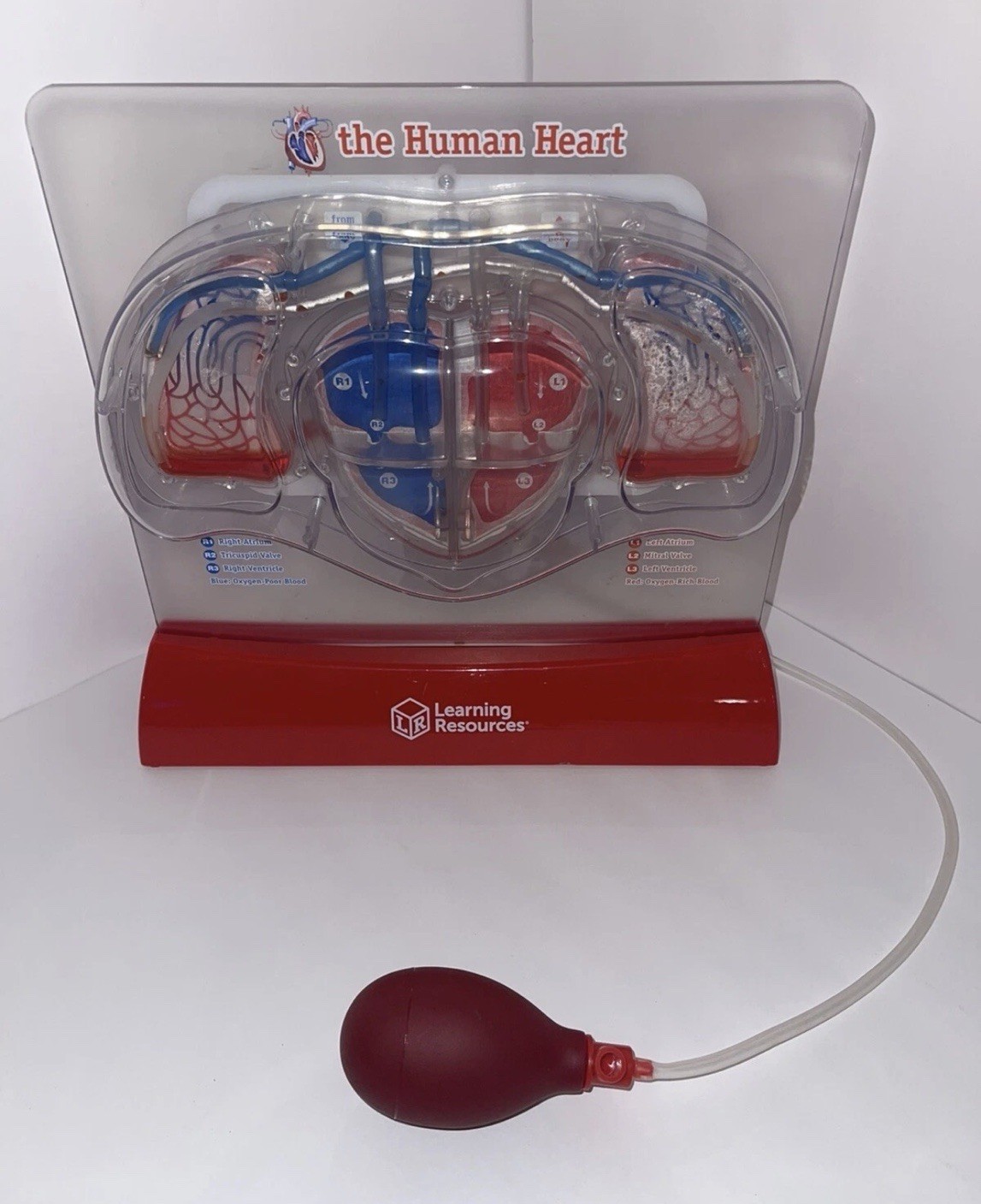 Learning Resources Human Heart Educational Model w/ Pump Bulb LER3307 Ages 8-11