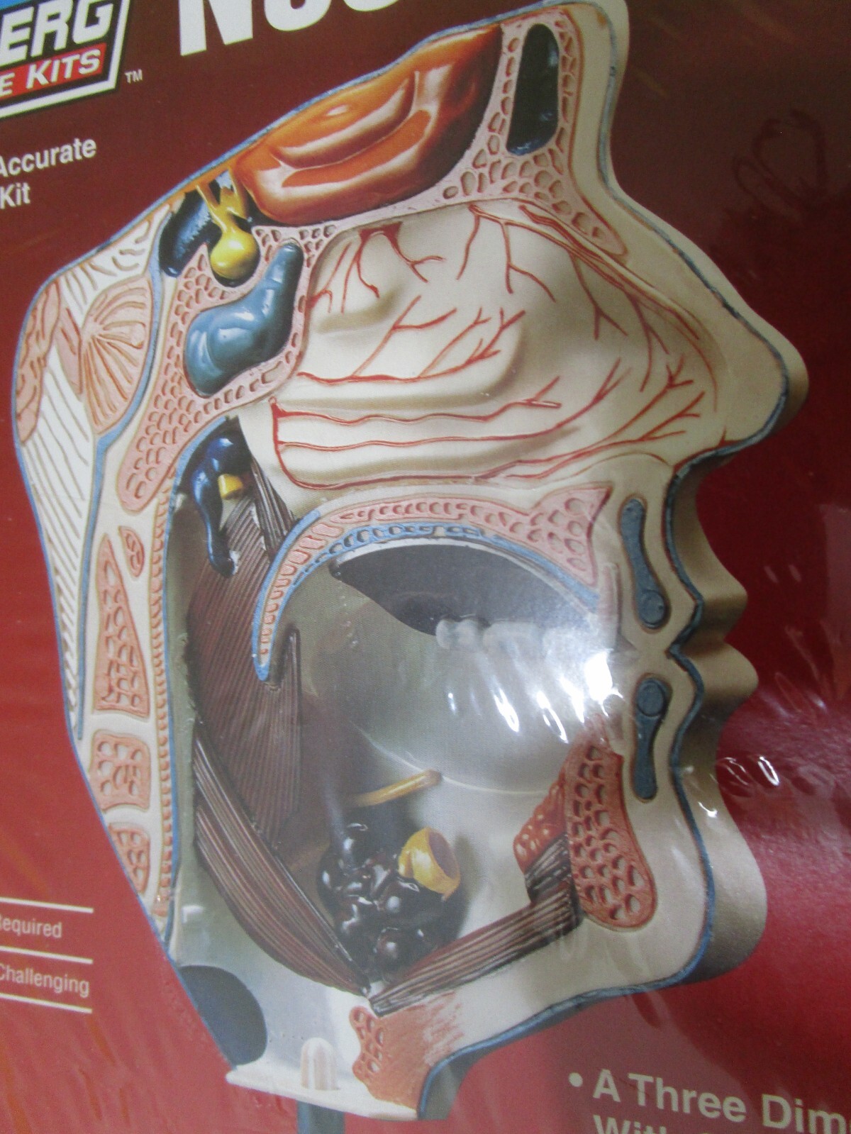 Lindberg Science Plastic Nose Mouth Human Anatomy Anatomical 3D Model Kit