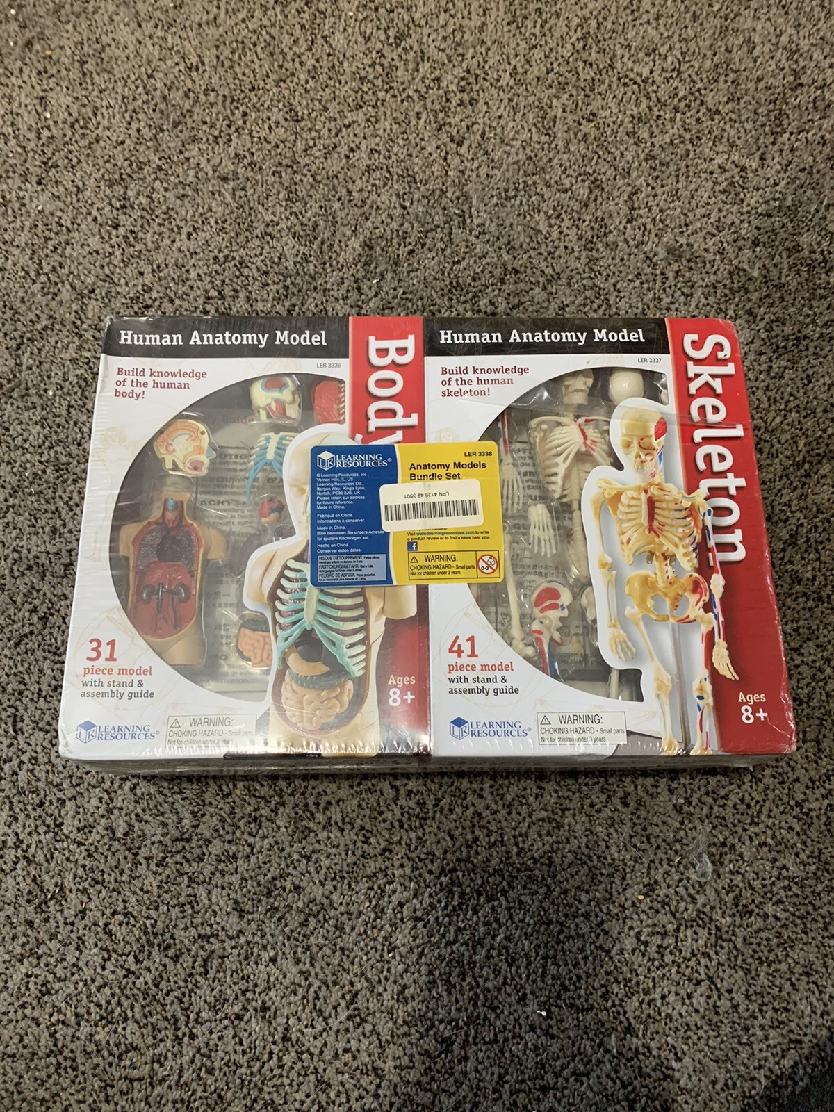 Learning resources human anatomy model four pack skeleton brain heart Body