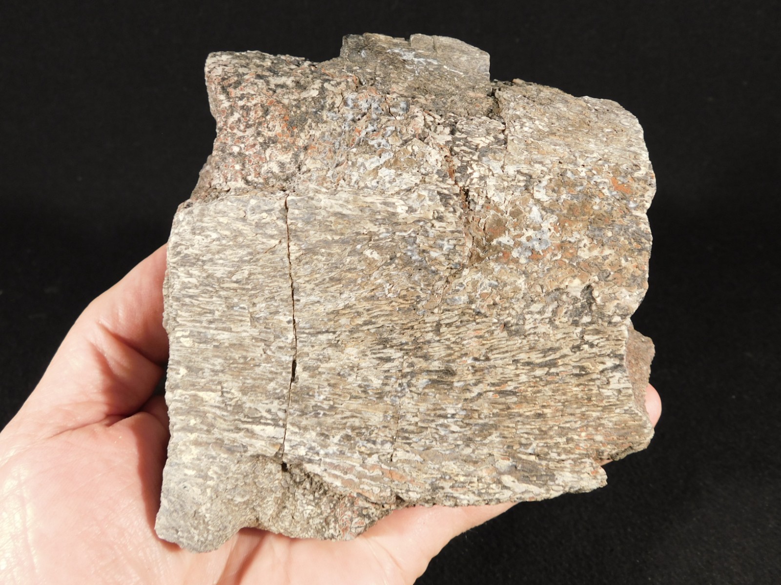 190 Million Year OLD! DINOSAUR Fossil Bone From Jurassic Utah! 1351gr