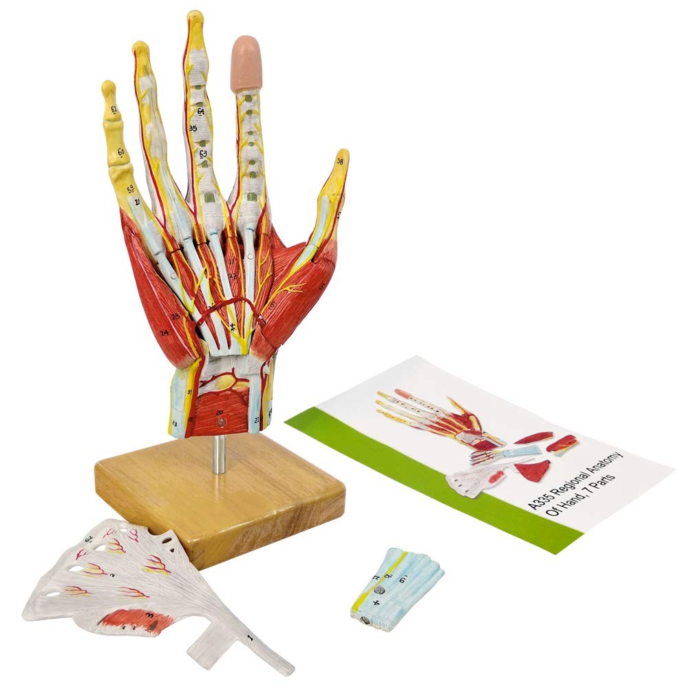 2025 New Medical Anatomical Hand Skeleton Model W/Muscles Ligaments Nerves an…