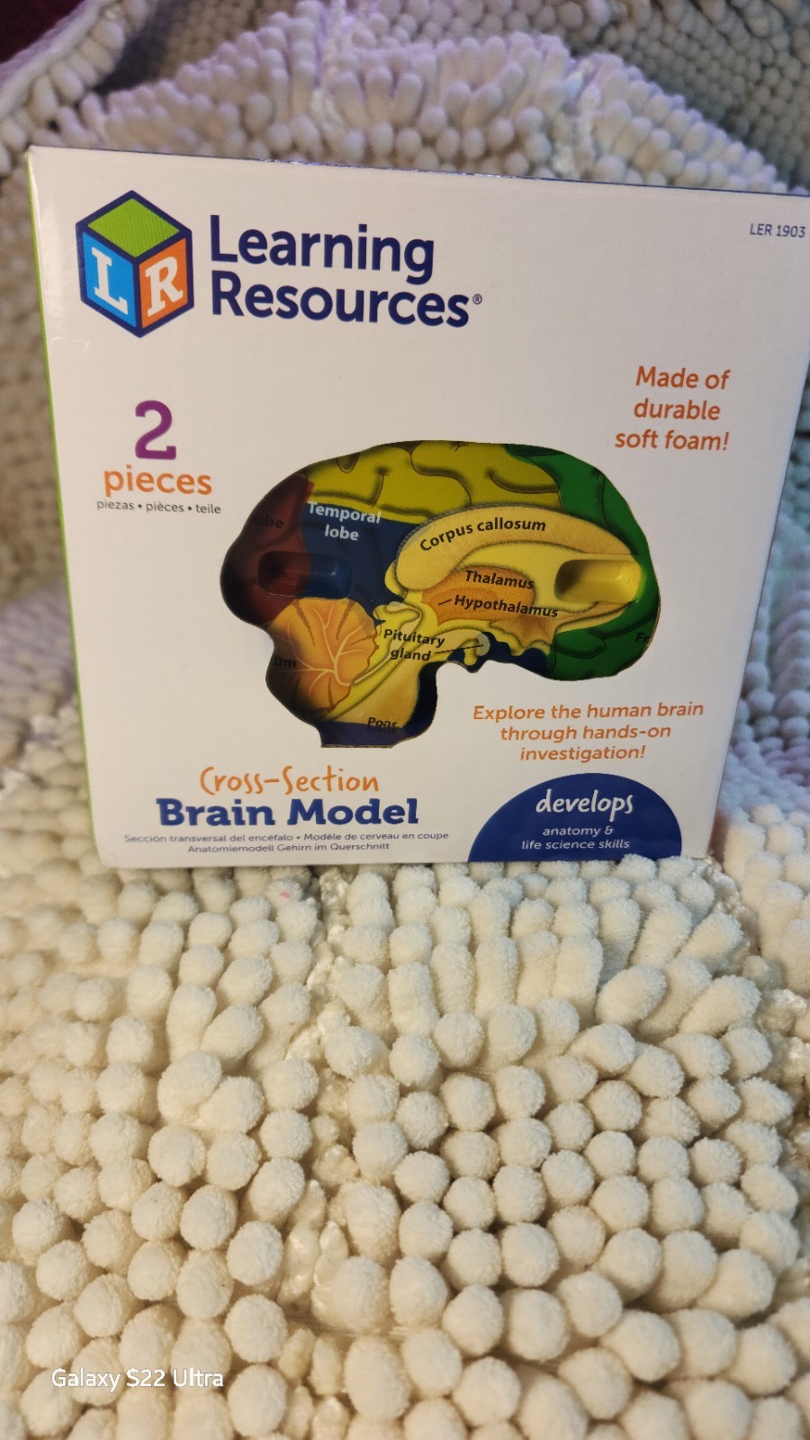 Learning Resources Cross-section of Brain – Anatomy 2 Pieces
