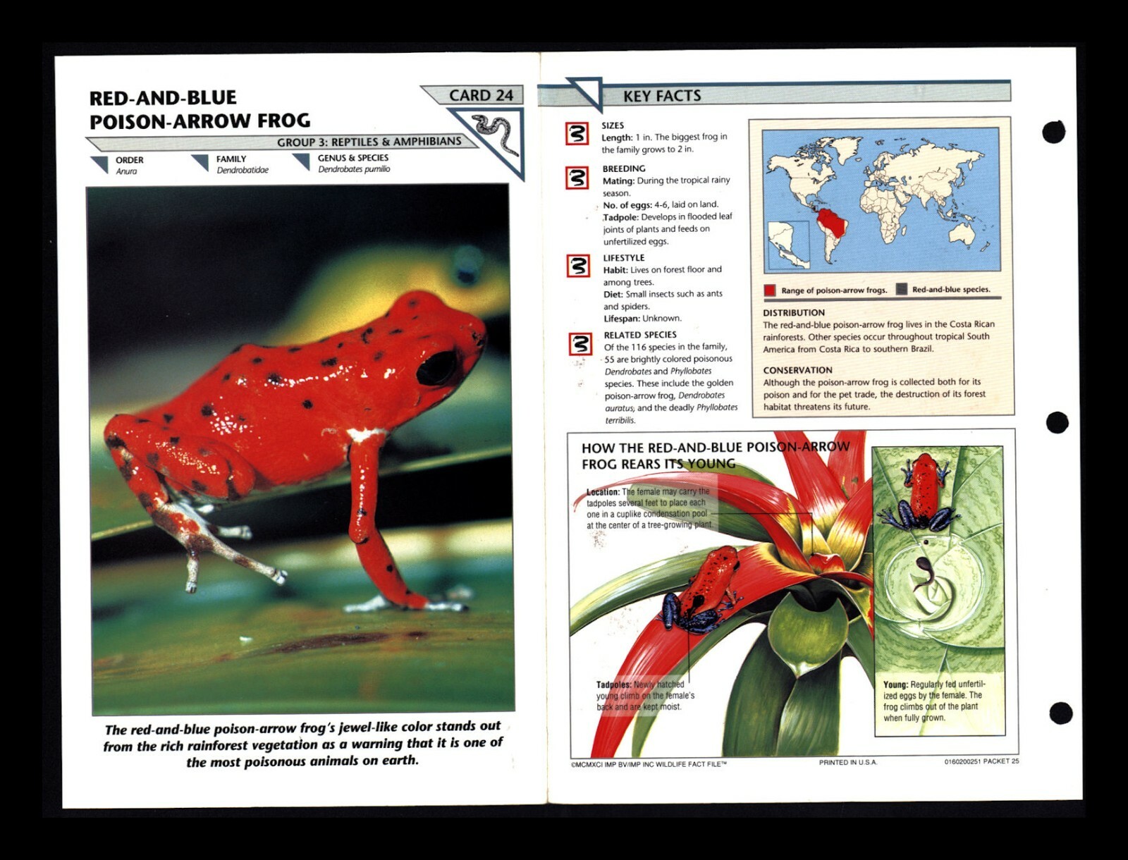 Red & Blue Poison Arrow Frog Wildlife Fact File Reptile Animal Card Home School