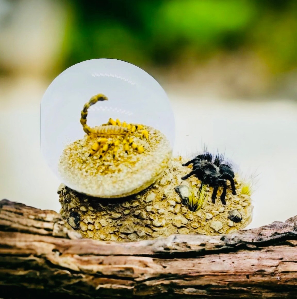 Real Scorpion Tarantula Glass Dome Desert Scene Paperweight Display