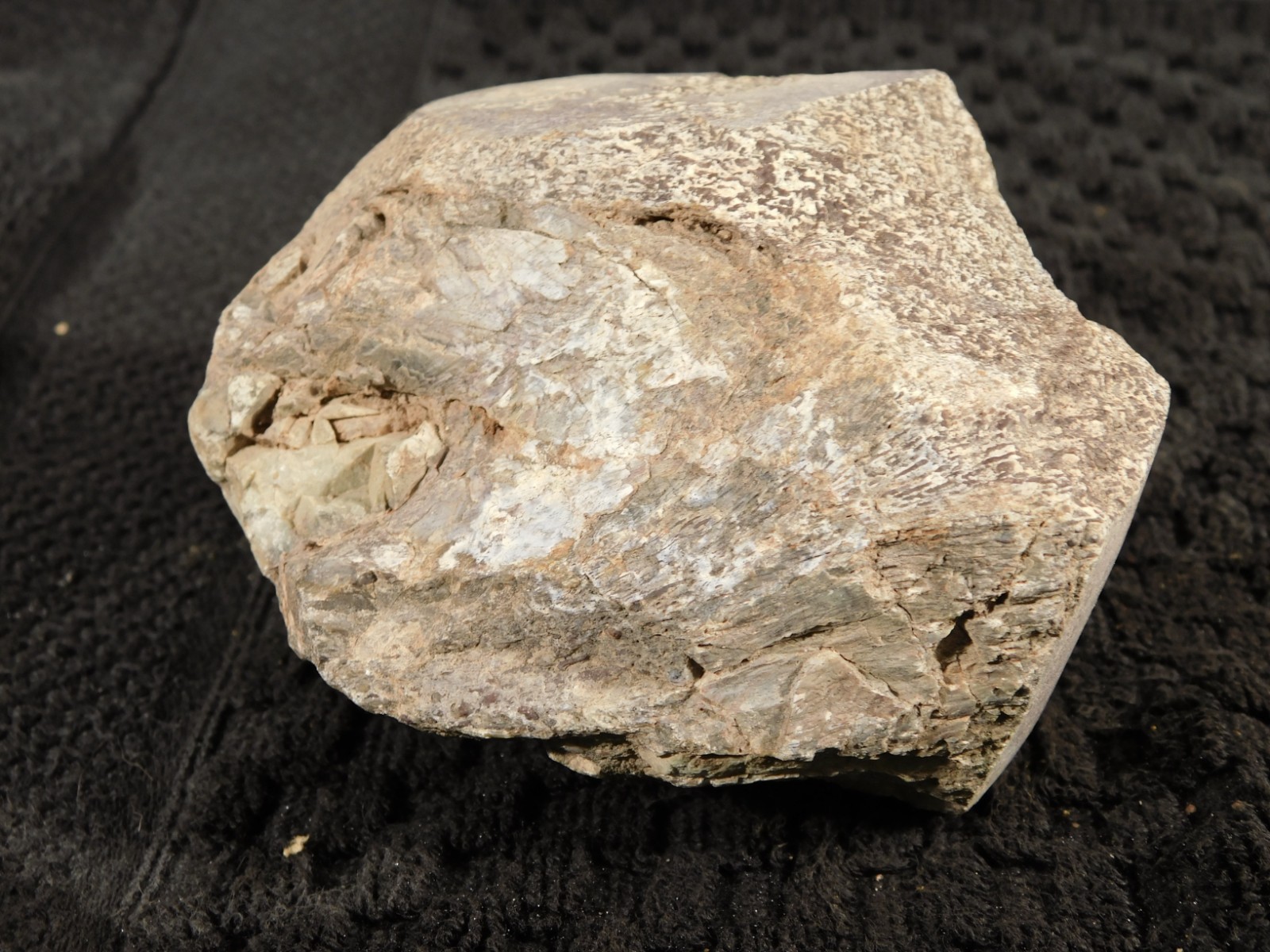 190 Million Year OLD! DINOSAUR VERTEBRA Fossil From Jurassic Utah! 603gr
