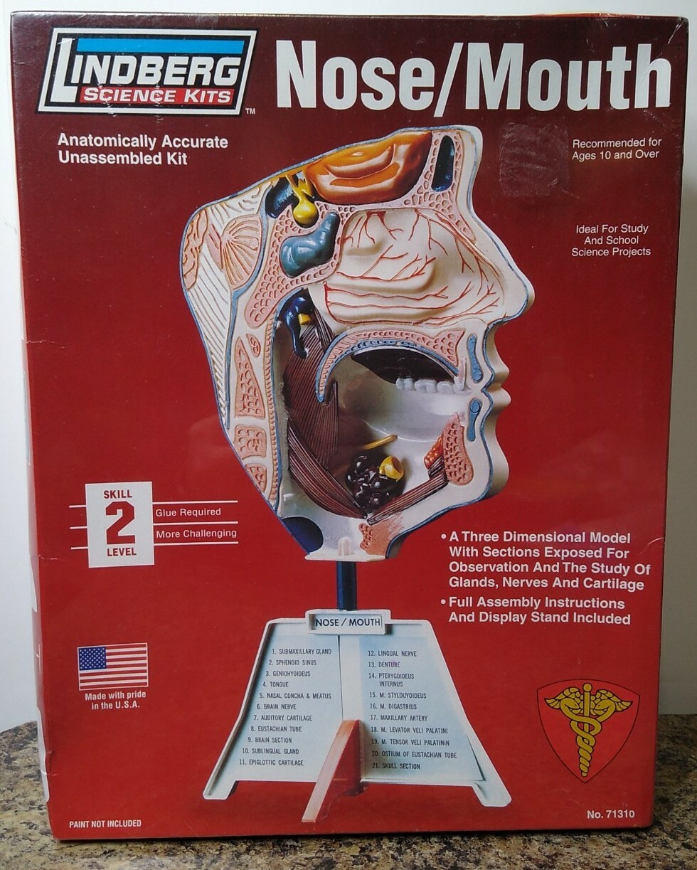 Lindberg Science Kits Human Nose and Mouth Anatomy 3D Model Kit, New