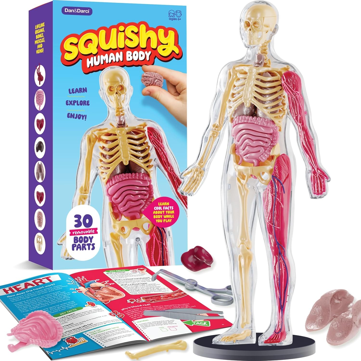 Dan&Darci Human Anatomy Squishy Body Model – Science Kits for Kids Ages 4-8 – ST