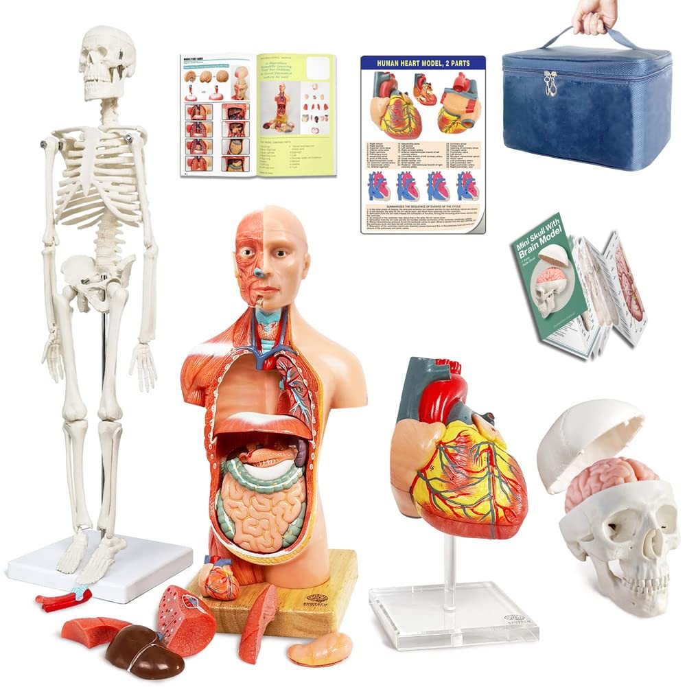 Human Body, Skeleton, Heart, Half Size Skull with Brain Models-Best Anatomy M…
