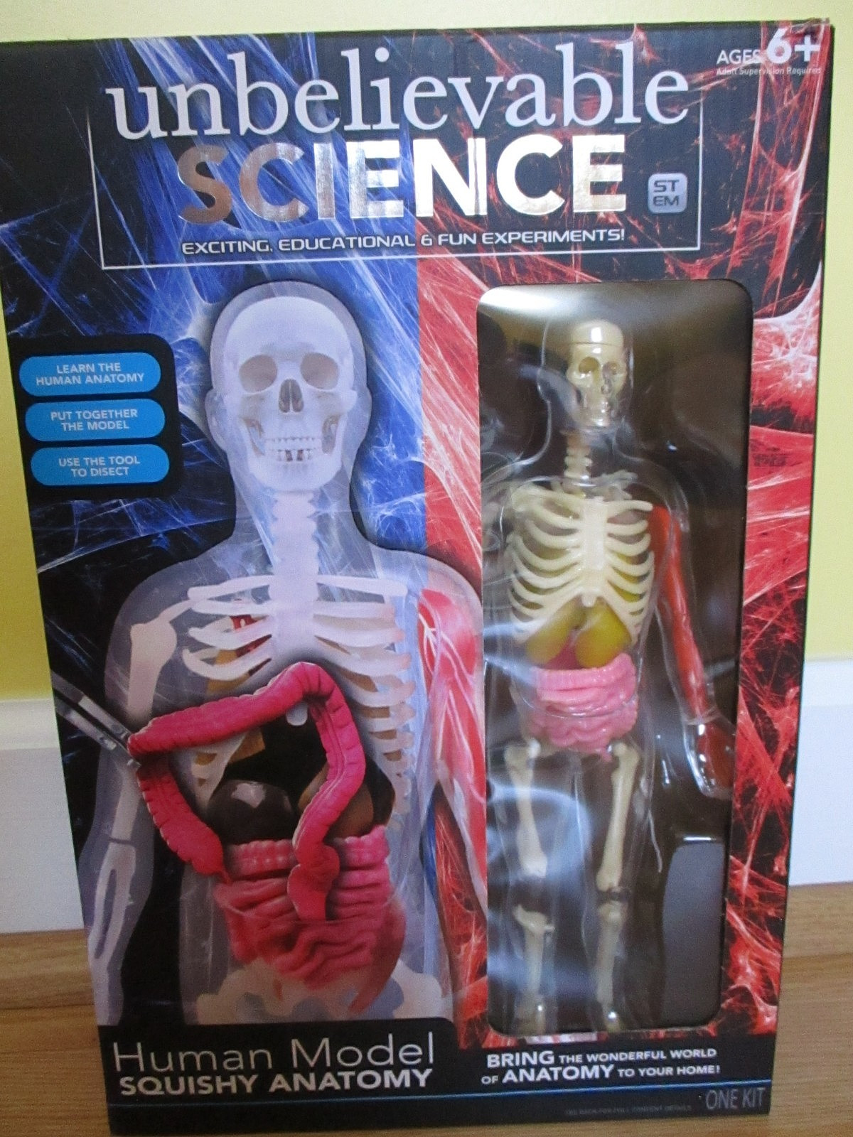 RMS Unbelievable Science Stem Human Squishy Anatomy Skeleton Model Educational