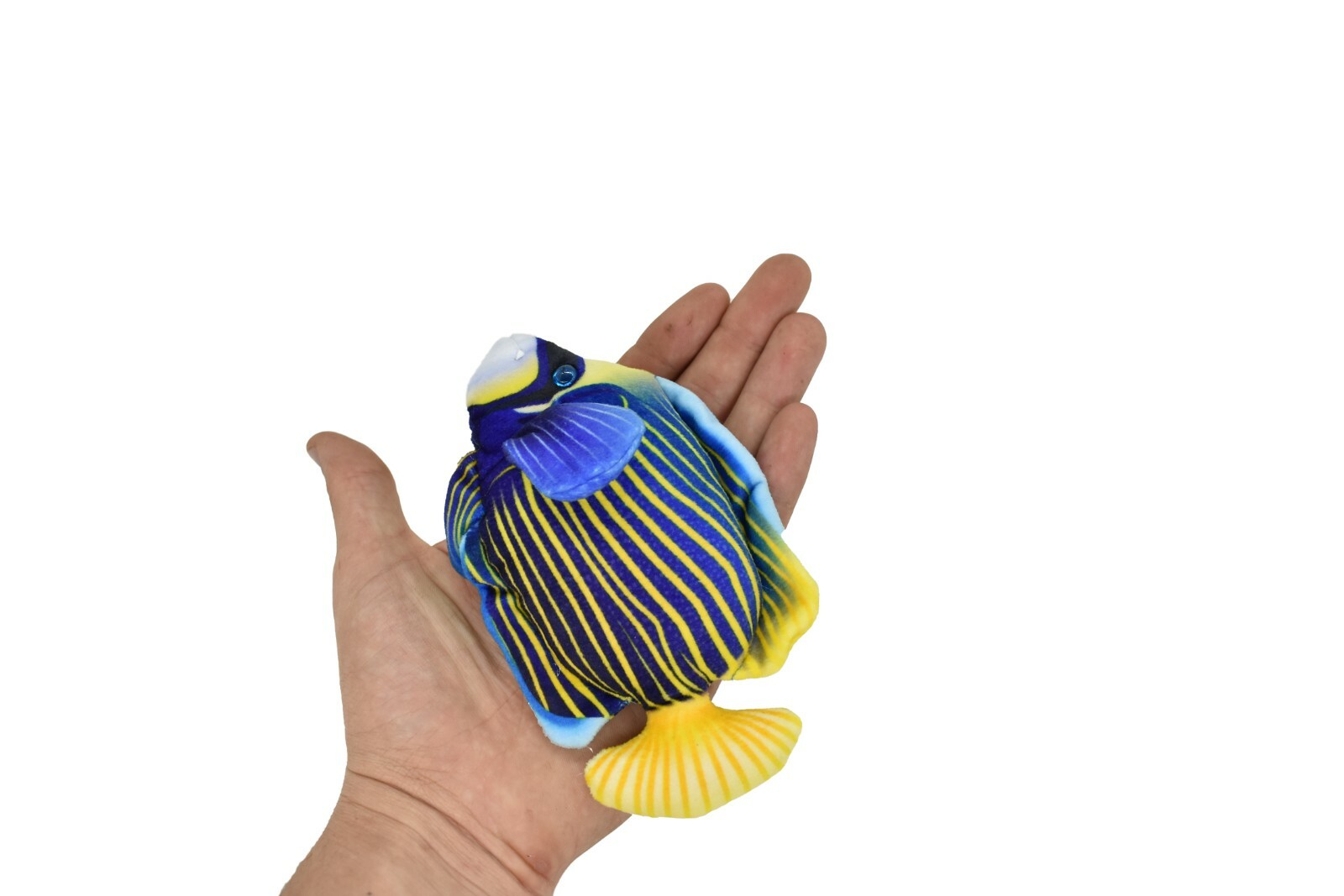 Angel Fish, Pterophyllum, Ciclids, Tropical Fish Magnet 5 1/2″ CWG30BB3