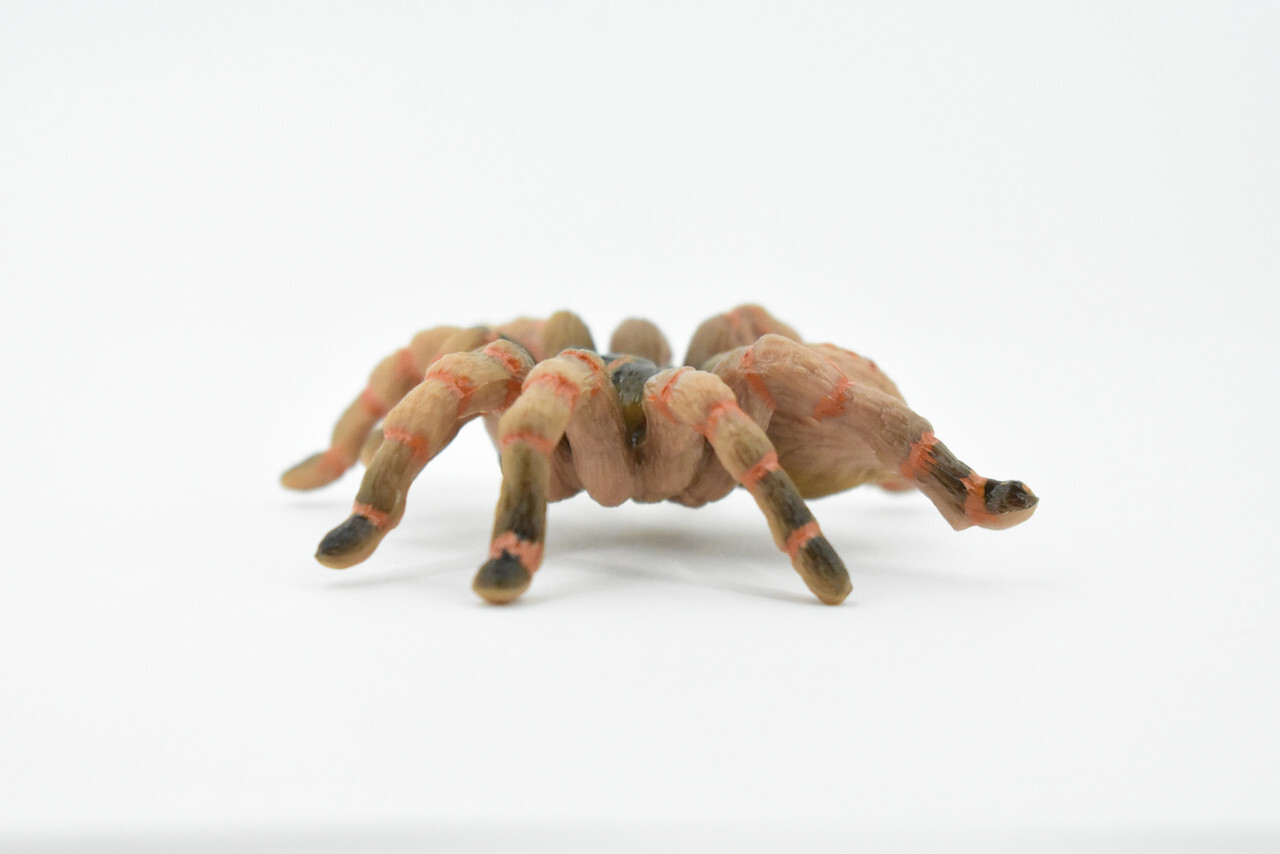 Wolf Spider, Hand Painted, Realistic Toy Figure, Model 3″ CH422 BB108