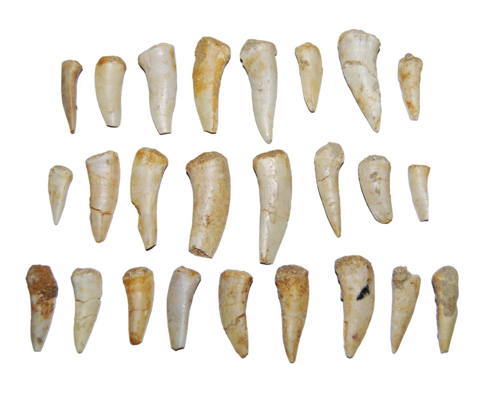 Enchodus Fish Tooth Fossil Dinosaur Age 1/2 to 1 1/2 inch lot of 25 #14054