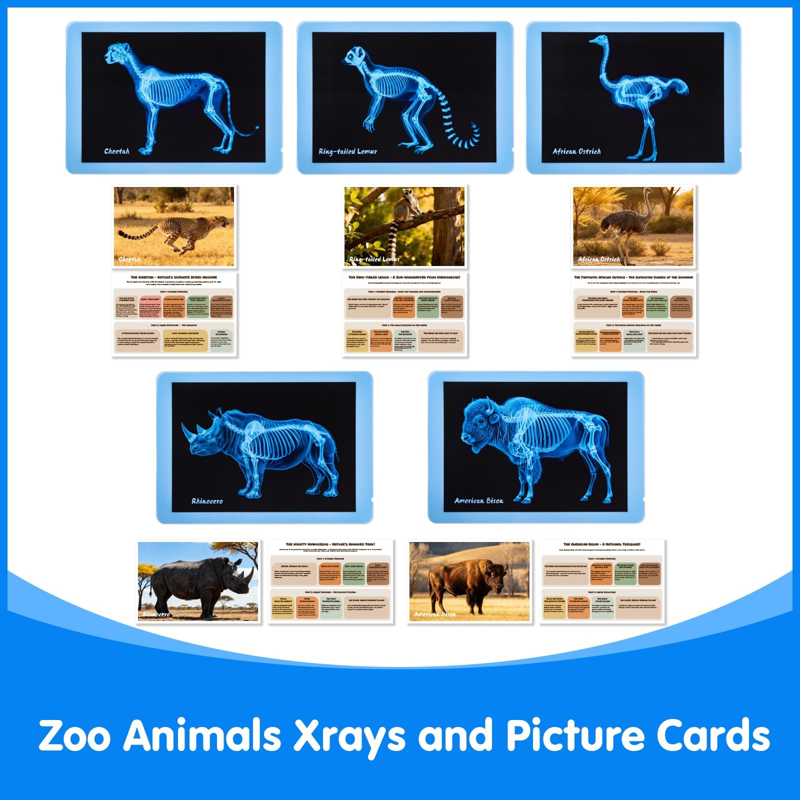 Odoorgames Zoo Animal Xrays for Kids – 15 Pcs Animal Science Kit for Vet Role Pl