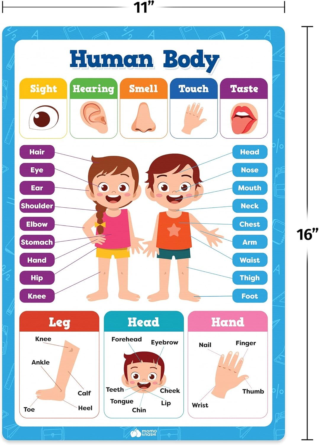 Educational Preschool Posters for Kids Toddlers, Laminated Early Learning Charts