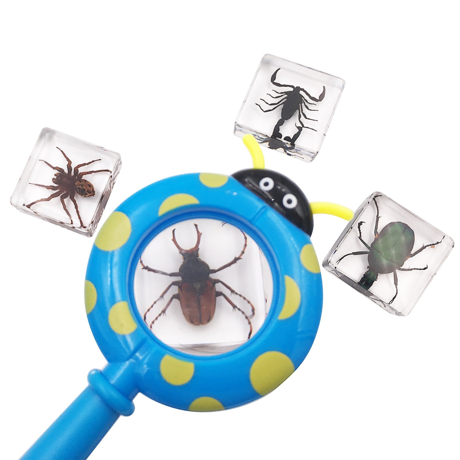 4 Real Bugs Insect Arachnid Resin Specimen STEM Set Magnifier Fun Fact Poster