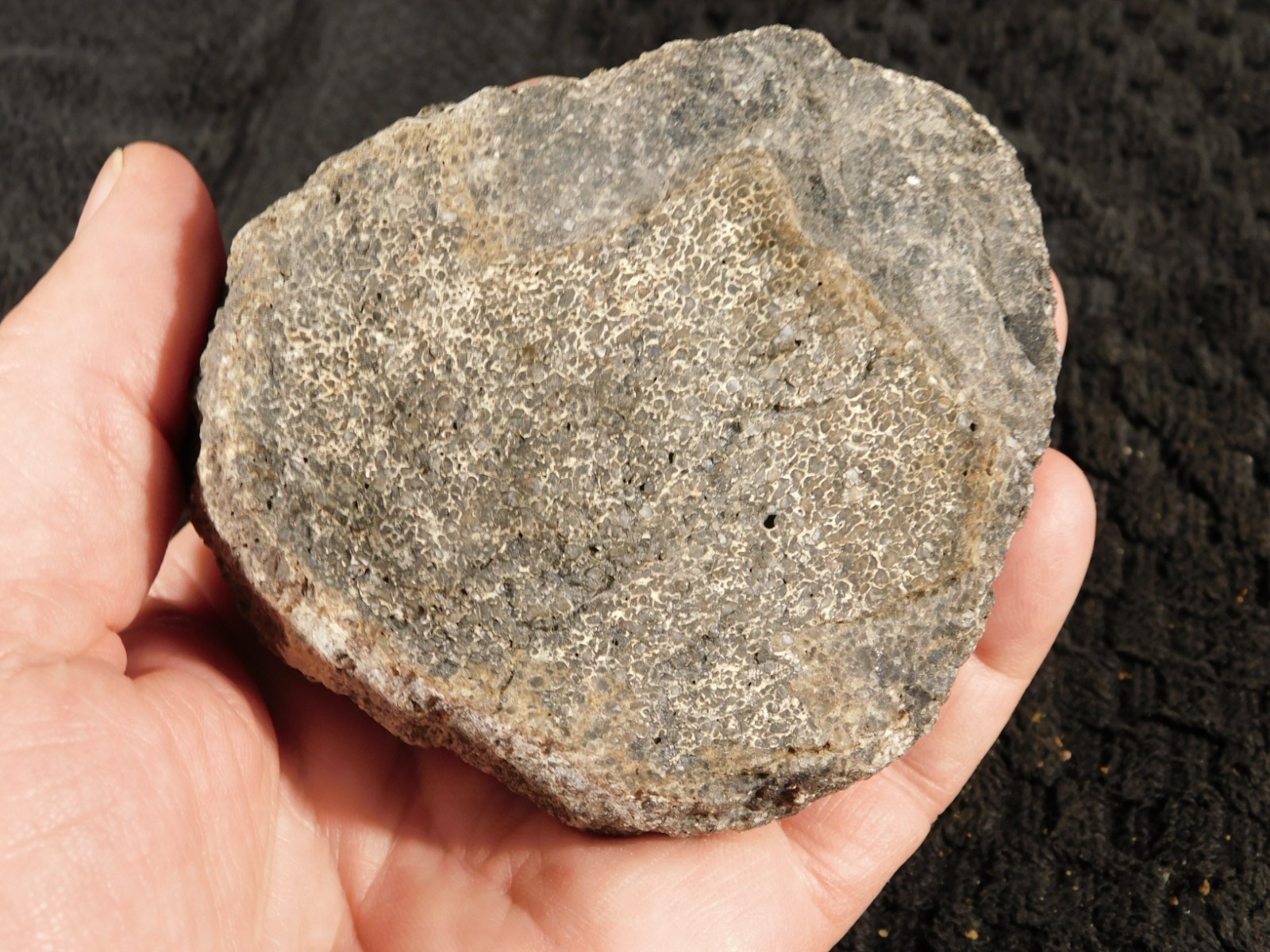 190 Million Year OLD! DINOSAUR Fossil Bone From Jurassic Utah! 416gr