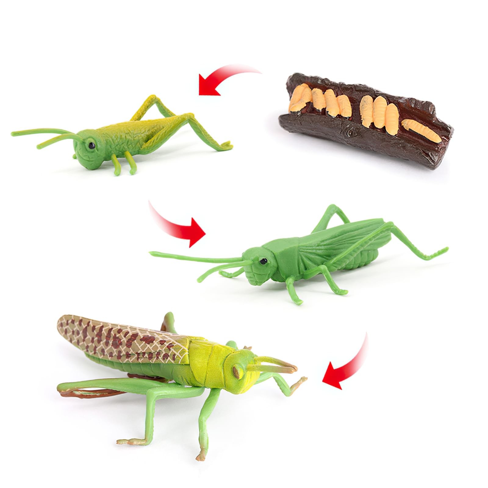 Montessori Life Cycle Animal Insect Figurines Learning & Education Toys, Plas…