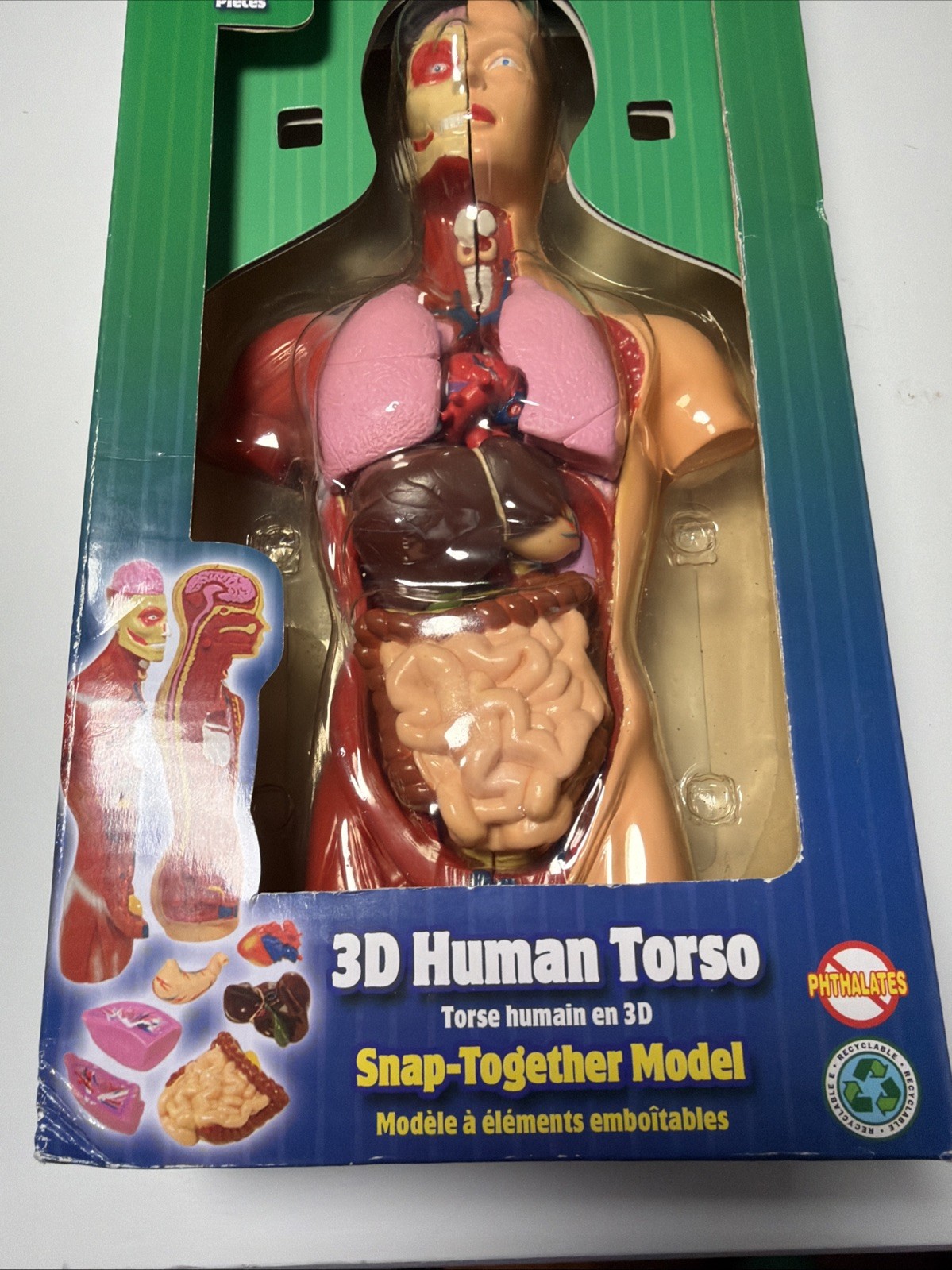 Science Explorers, Wild Republic 3-D Human Torso, Snapped Together Model 8 Pc￼