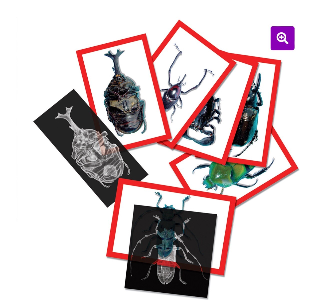 Roylco Insect X-Ray and Picture Cards – 36 Pieces