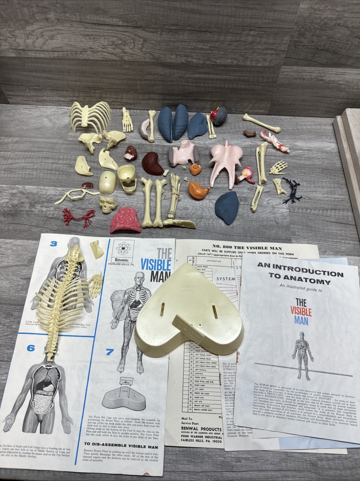 THE VISIBLE MAN BY RENWAL FOR PARTS ONLY PLASTIC MODEL KIT No. 800