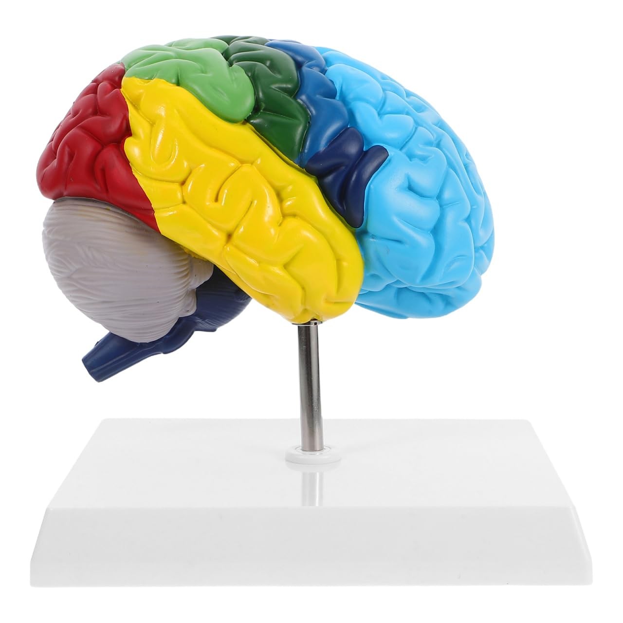 Human Brain Anatomical Model: 1:1 Right Hemisphere Brain Anatomy Model with B…
