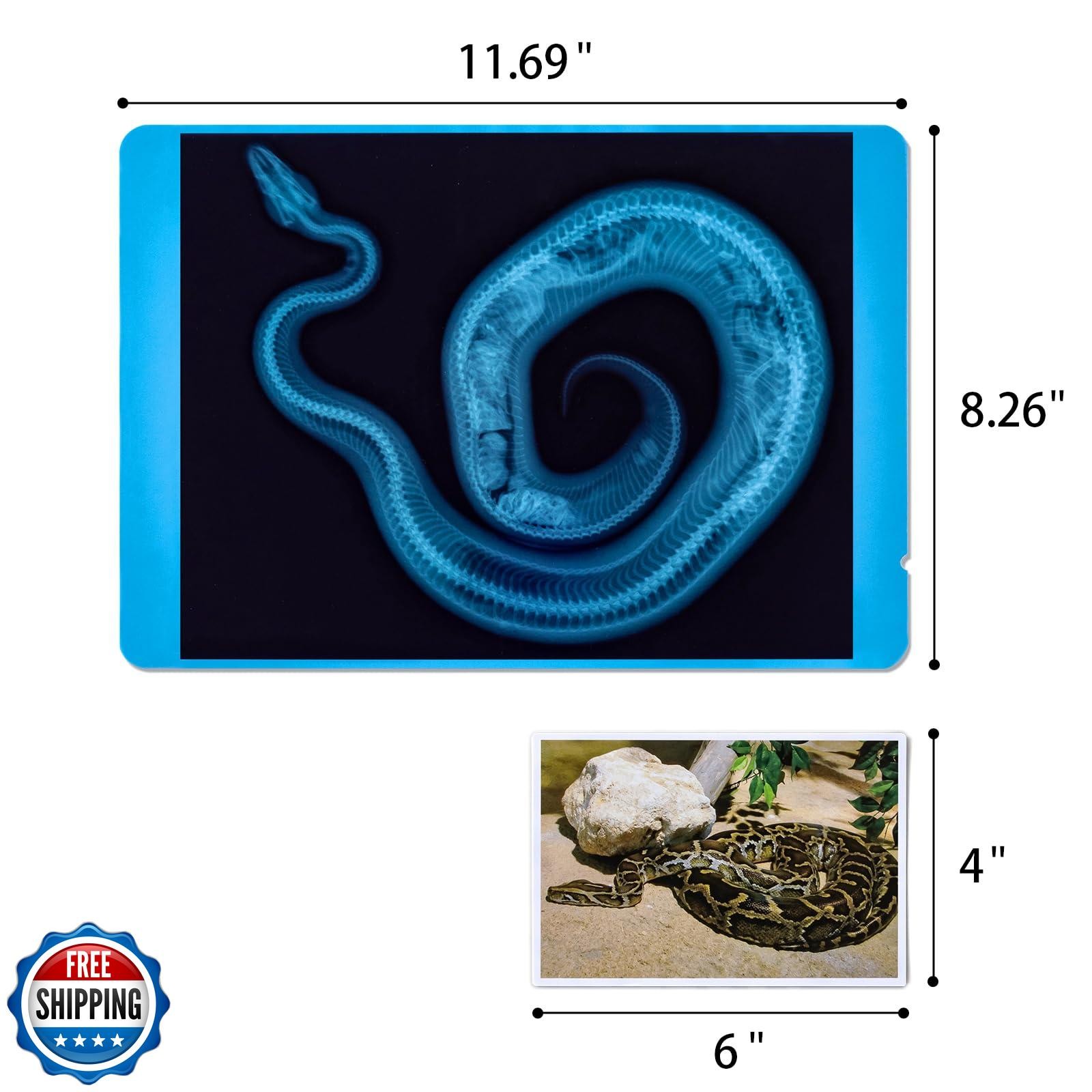 Odoorgames 20 Pcs Animal Xrays and Picture Cards – Educational Sc
