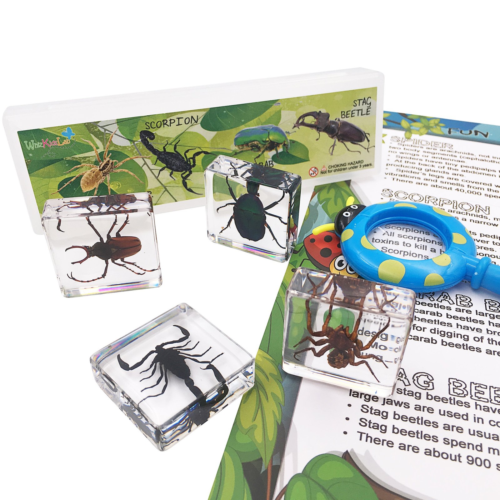 4 Real Bugs Insect Arachnid Resin Specimen STEM Set Magnifier Fun Fact Poster
