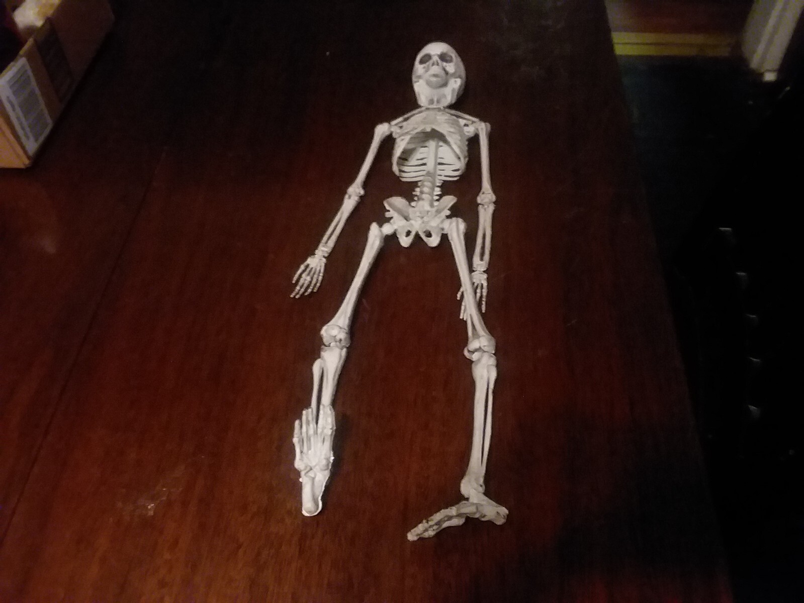 18″ Educational Plastic Human Skeleton