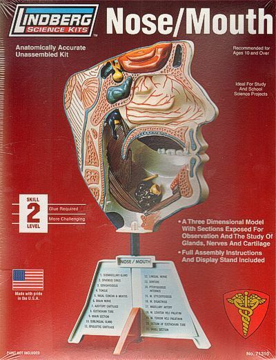 Nose Mouth Model Kit STEM Ages 10+ Lindberg Made in USA
