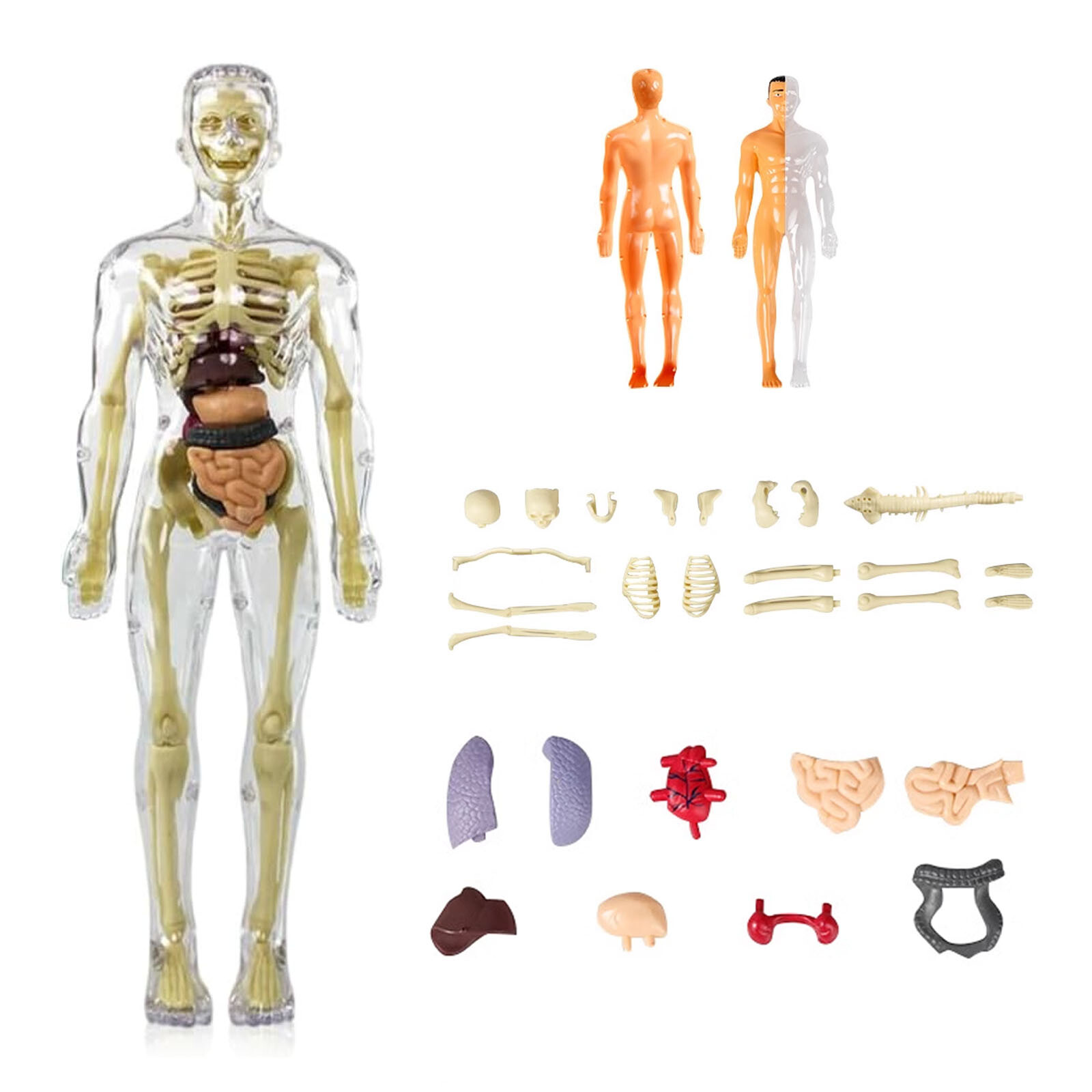 3D Human Body DIY Anatomy Model Skeleton Model Kids Educational Removable Parts