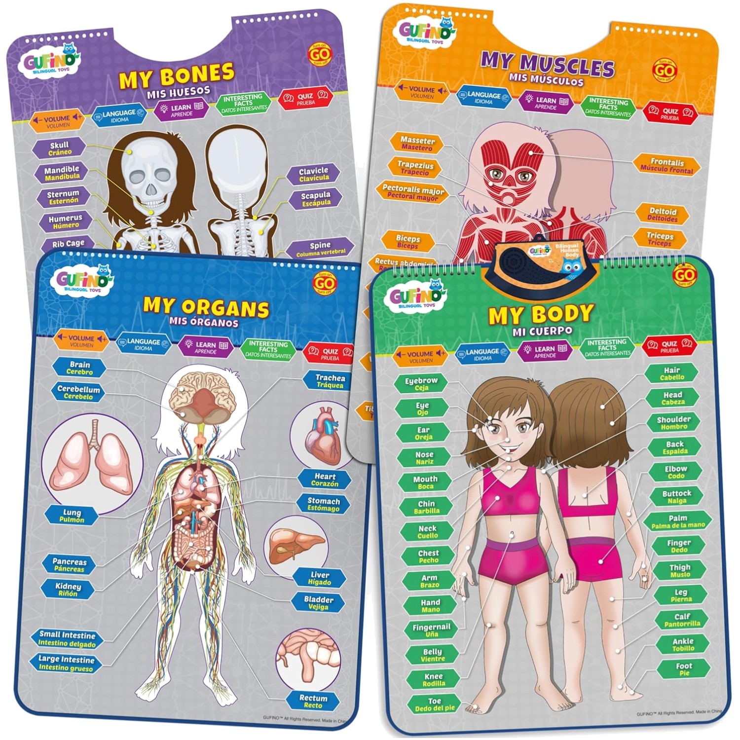 Children’s Bilingual Human Anatomy Poster with Games & Quizzes – Fun Learning