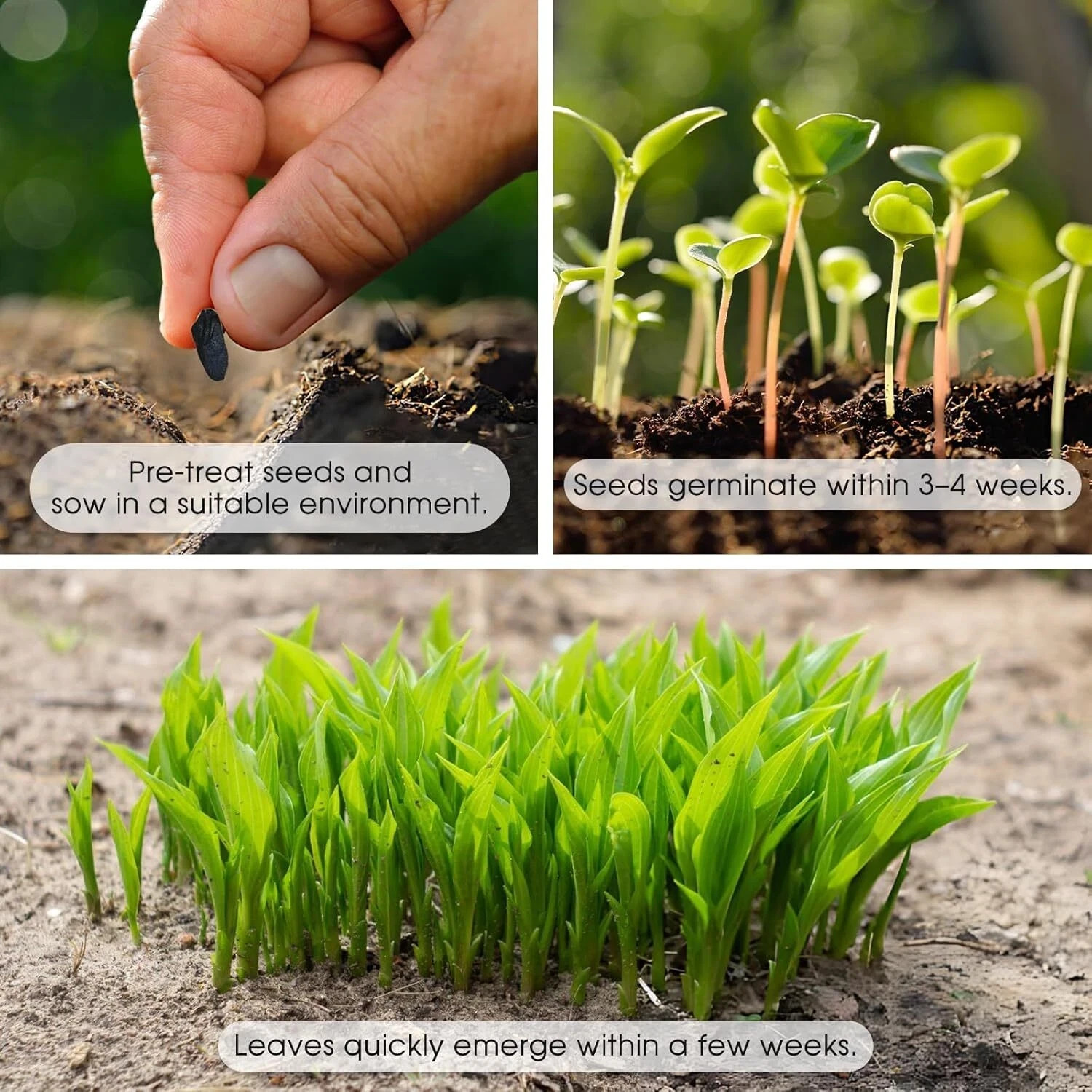 Black Pink Hosta Seeds for Planting Grow Easily Hosta Plant Seeds Low Maintenanc