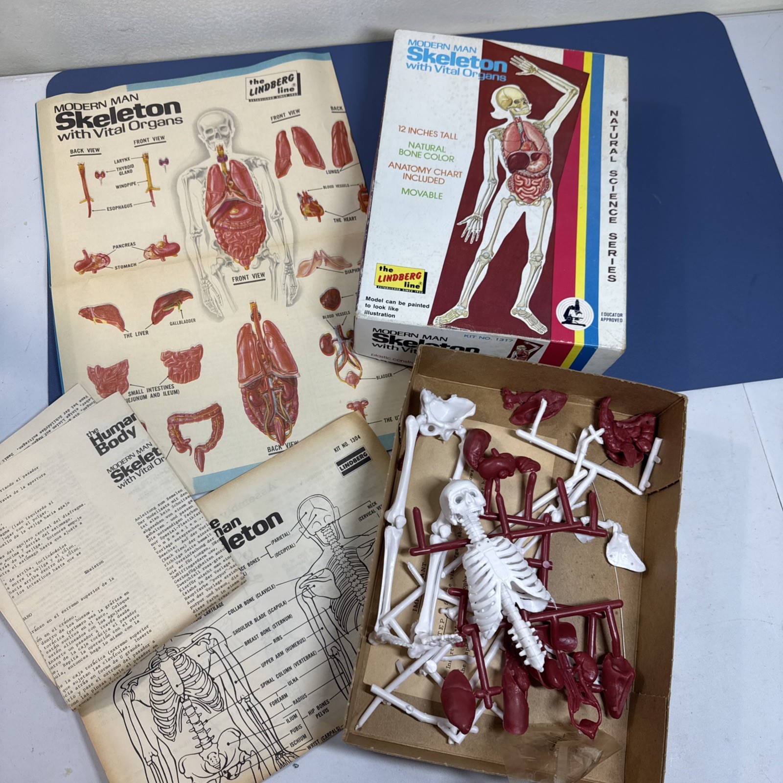 Vtg 70s Oddities Modern Man Skeleton With Vital Organs Model Kit Lindberg Weird