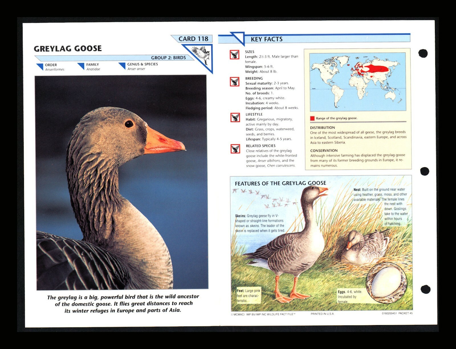 Greylag Goose Wild Life Fact File Bird Animal Card Home School Study 2.118