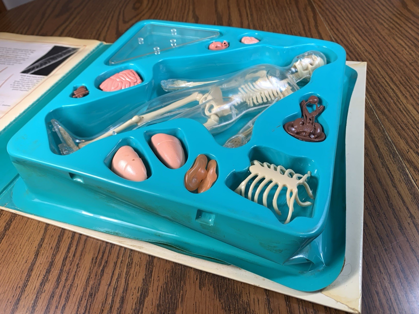 The Human Body Science Action Book, Skeleton Organs Educational Model Toy Info
