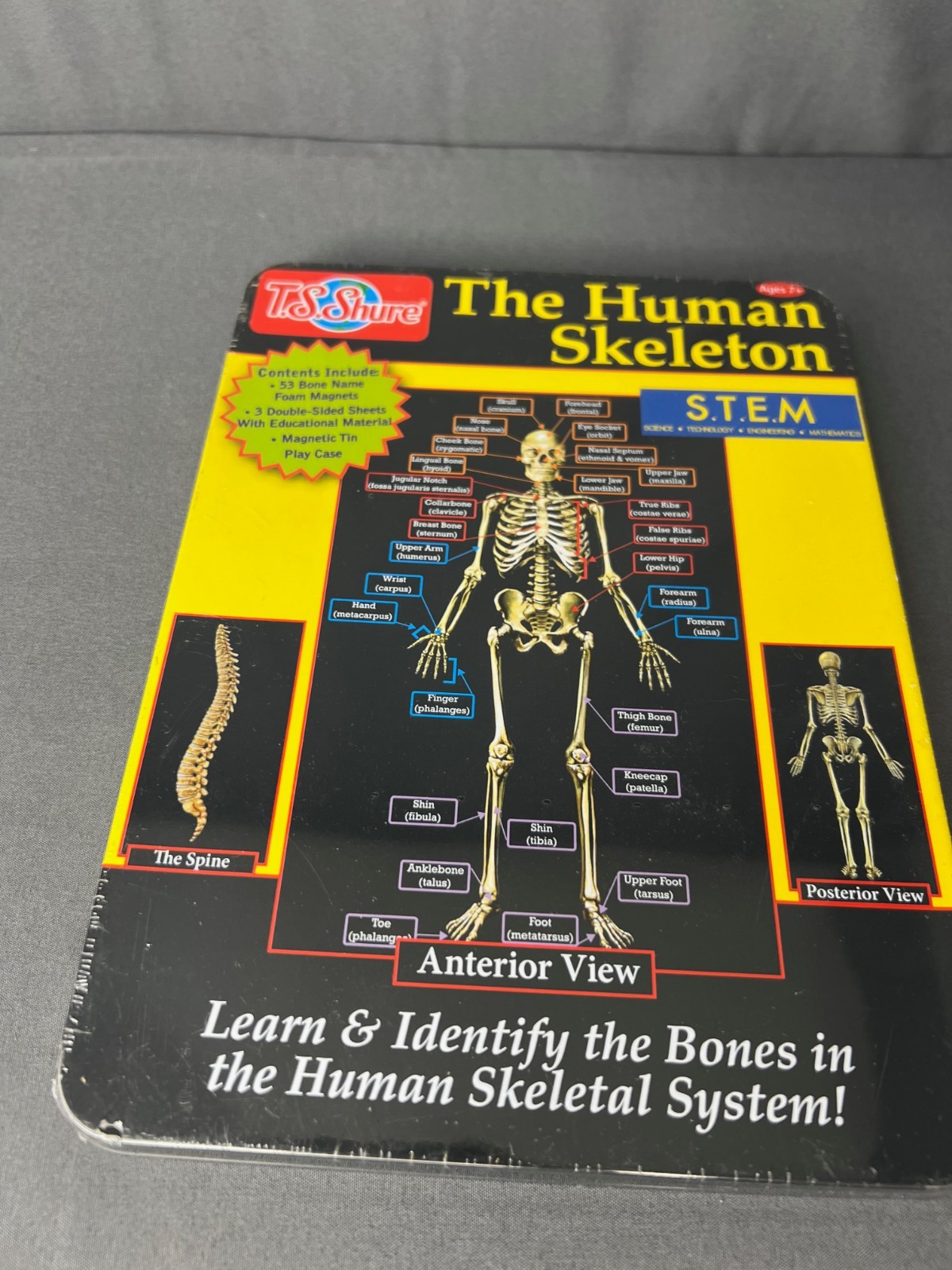 Homeschool Student Aid The Human Skeleton Magnets Bones STEM Kit